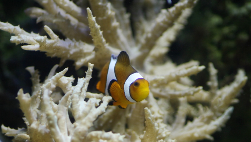 clownfish